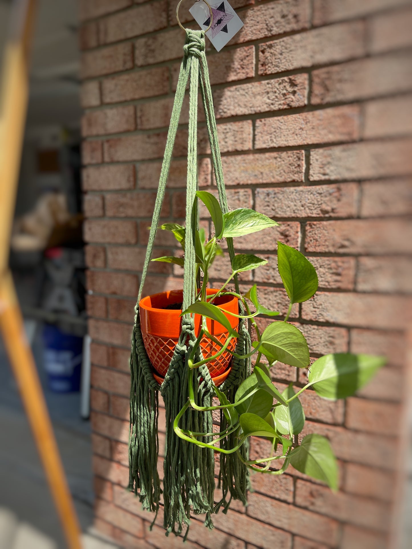 Fringe Plant Hanger